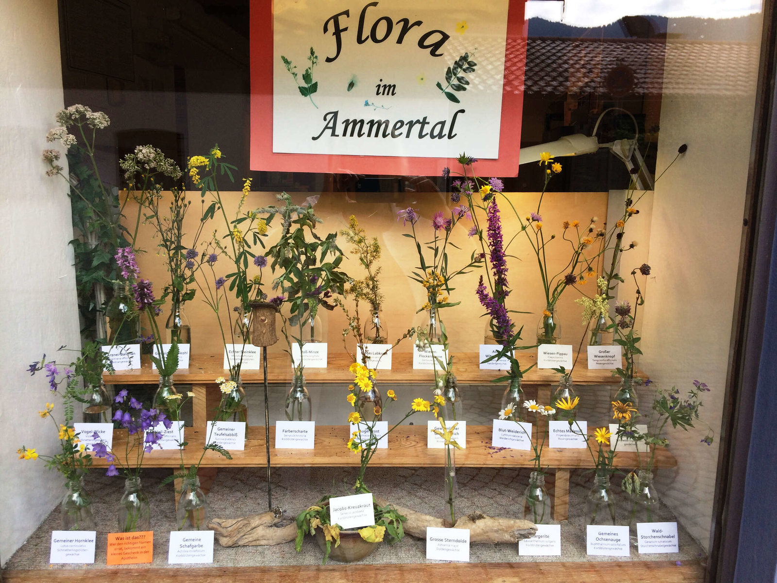 heimische Blüten in der Stern-Apotheke Gabriele Zahler e.K.